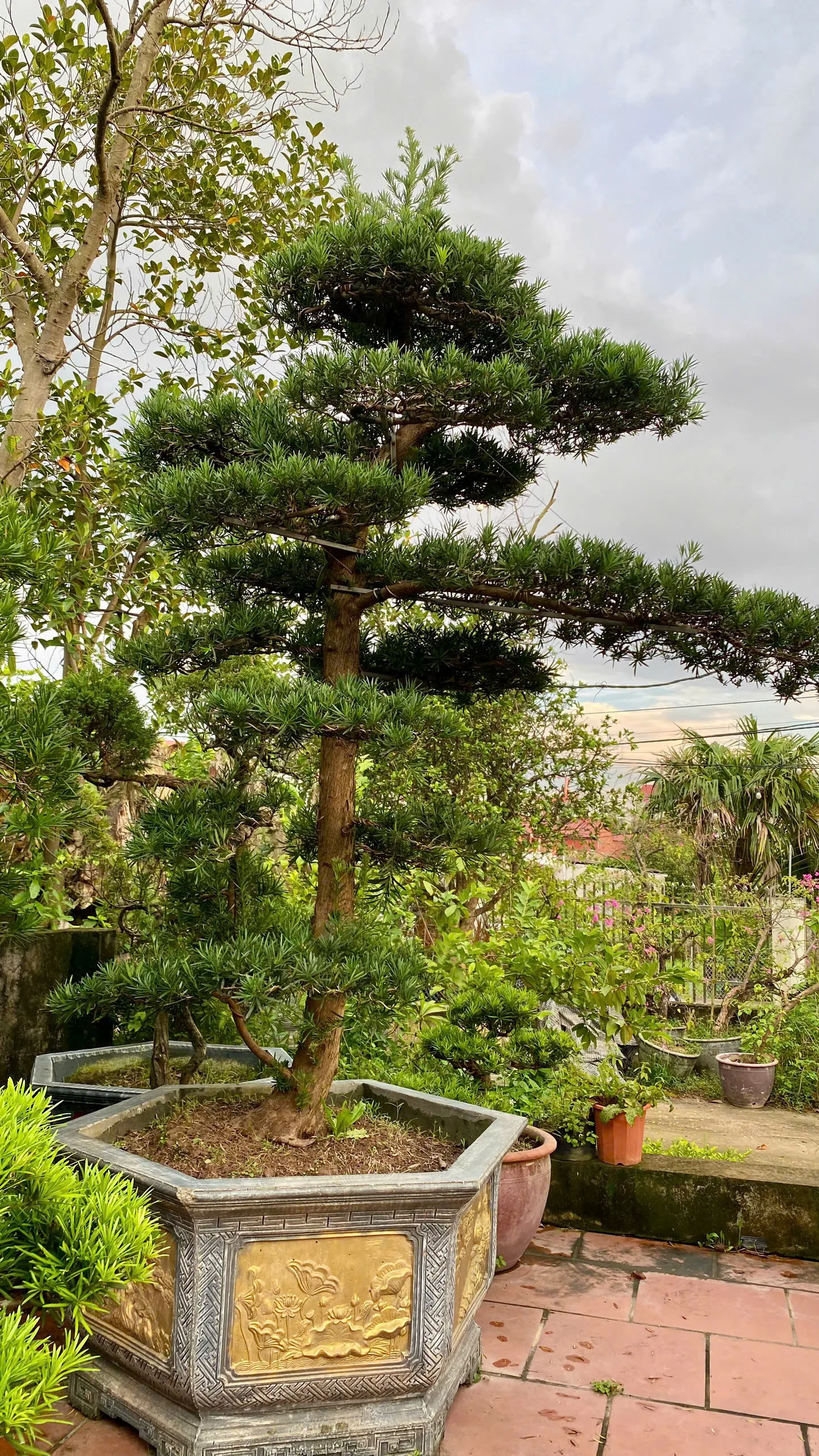 Cây Tùng La Hán – Vẻ Đẹp Thanh Cao Và Phong Thủy Vượng Khí Cho Sân Vườn Việt Cây Tùng La Hán – Vẻ Đẹp Thanh Cao Và Phong Thủy Vượng Khí Cho Sân Vườn Việt