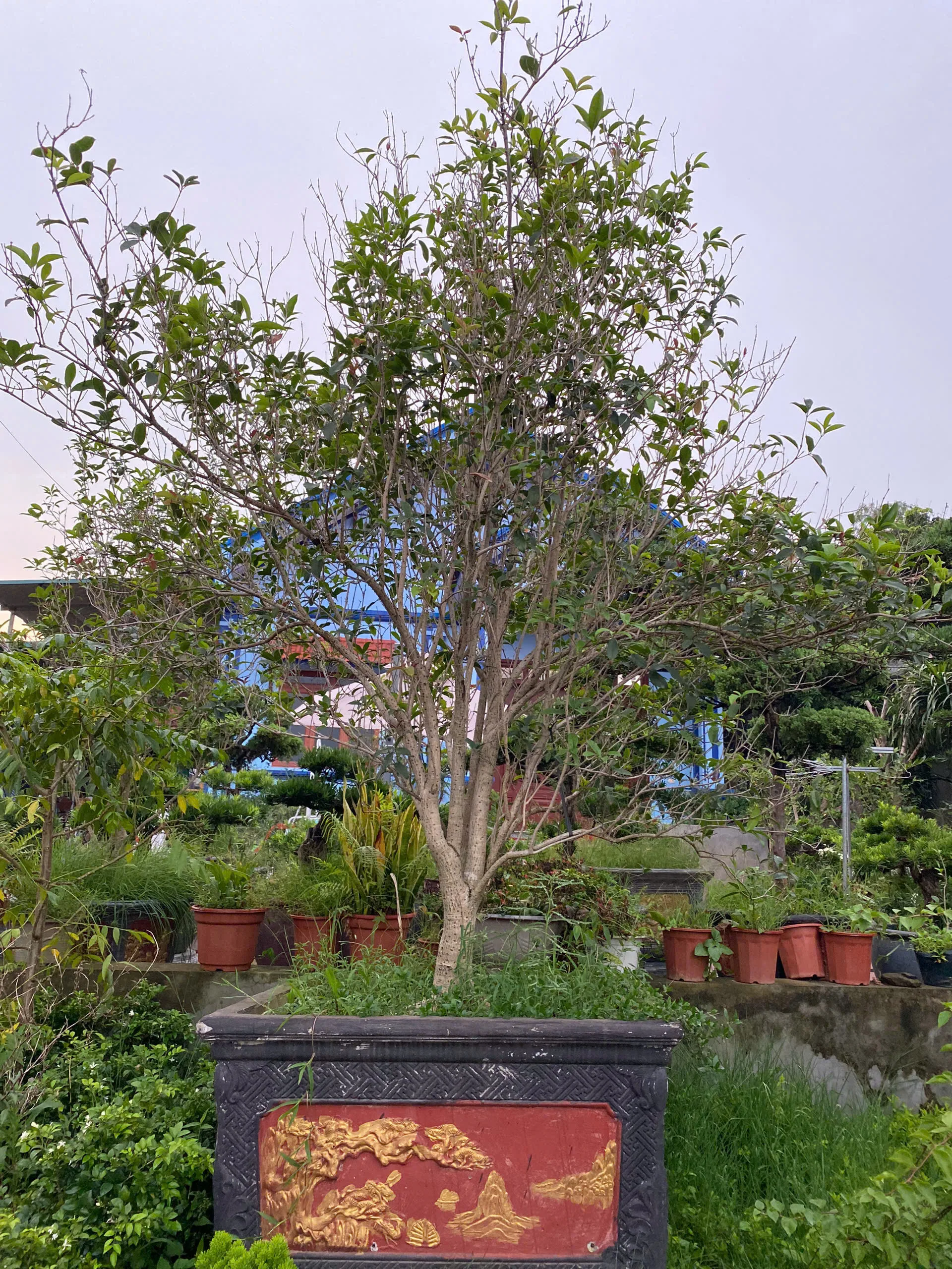 Cây Mộc Hương Ta – Vẻ Đẹp Thanh Tao Và Hương Thơm Quyến Rũ Cho Sân Vườn