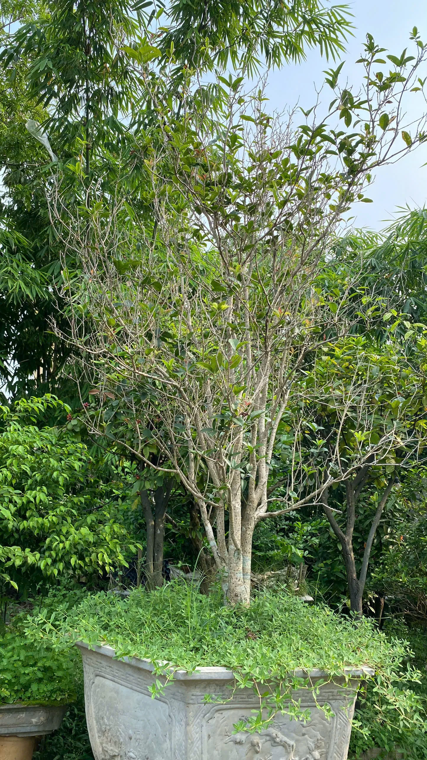 Cây Mộc Hương Ta – Vẻ Đẹp Thanh Tao Và Hương Thơm Quyến Rũ Cho Sân Vườn