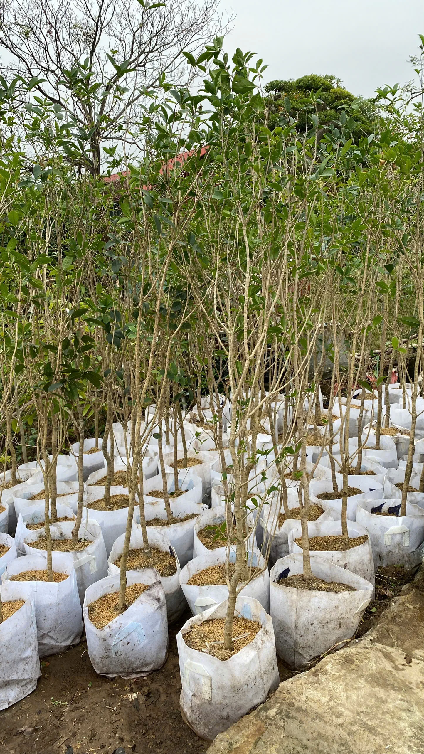 Cây Mộc Hương Ta – Vẻ Đẹp Thanh Tao Và Hương Thơm Quyến Rũ Cho Sân Vườn